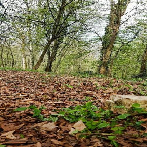 ایمانیا بهم بگو چی میشه باورم نمیشه